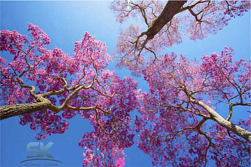 Натяжные потолки 3D технологии